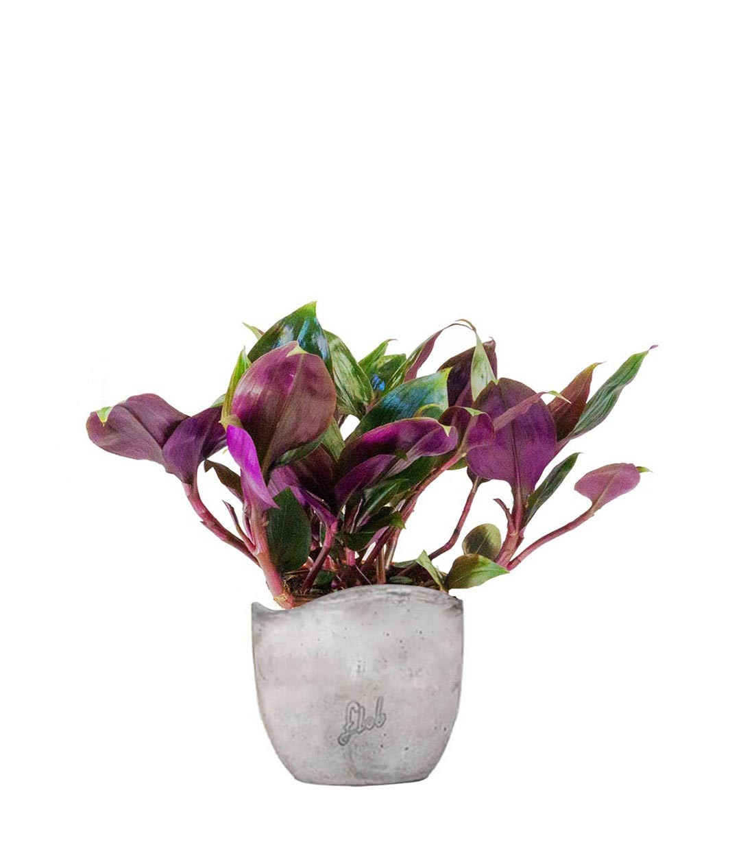 Tradescantia Roxxo