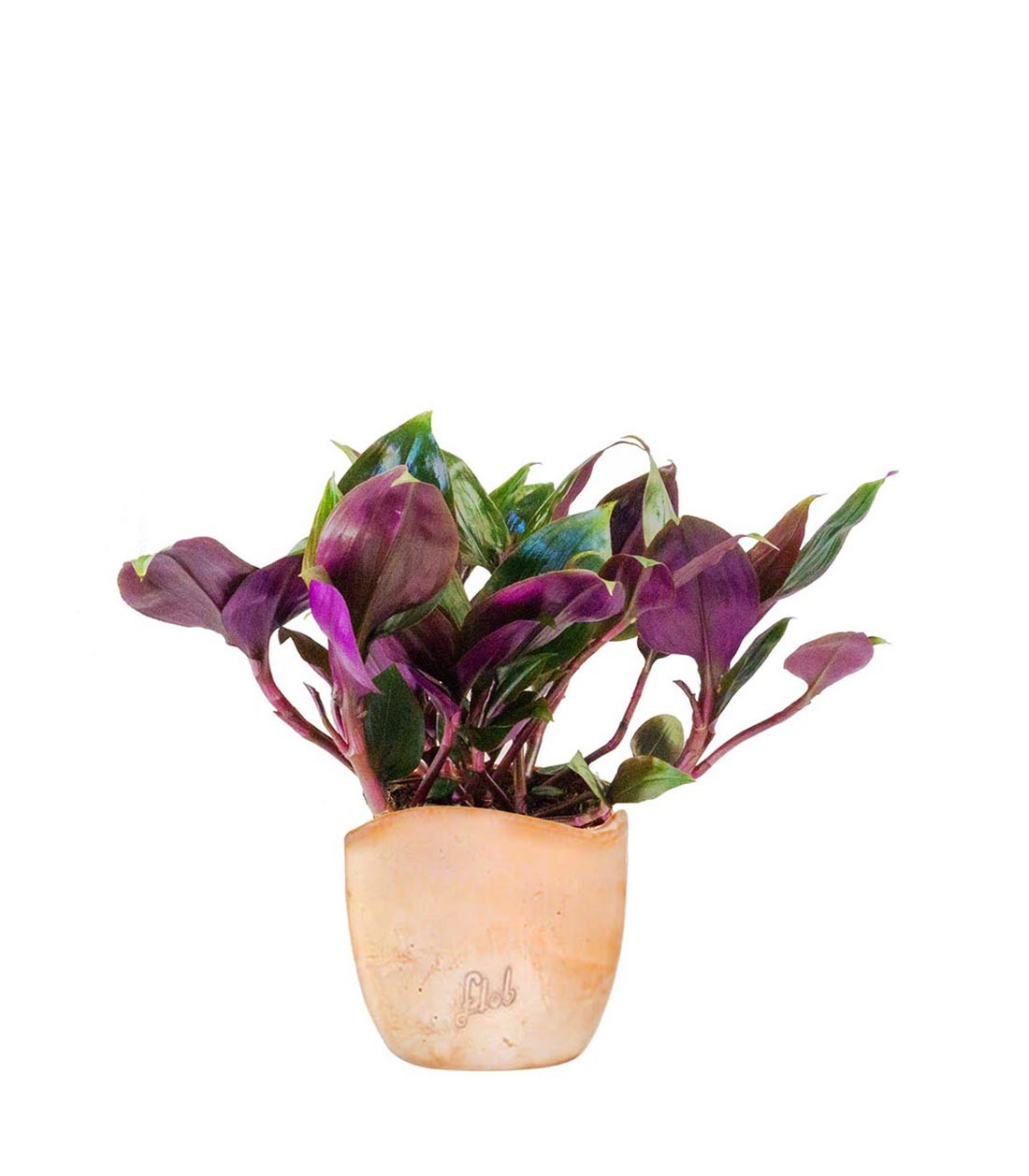 Tradescantia Roxxo