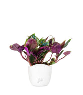 Tradescantia Roxxo