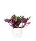 Tradescantia Roxxo
