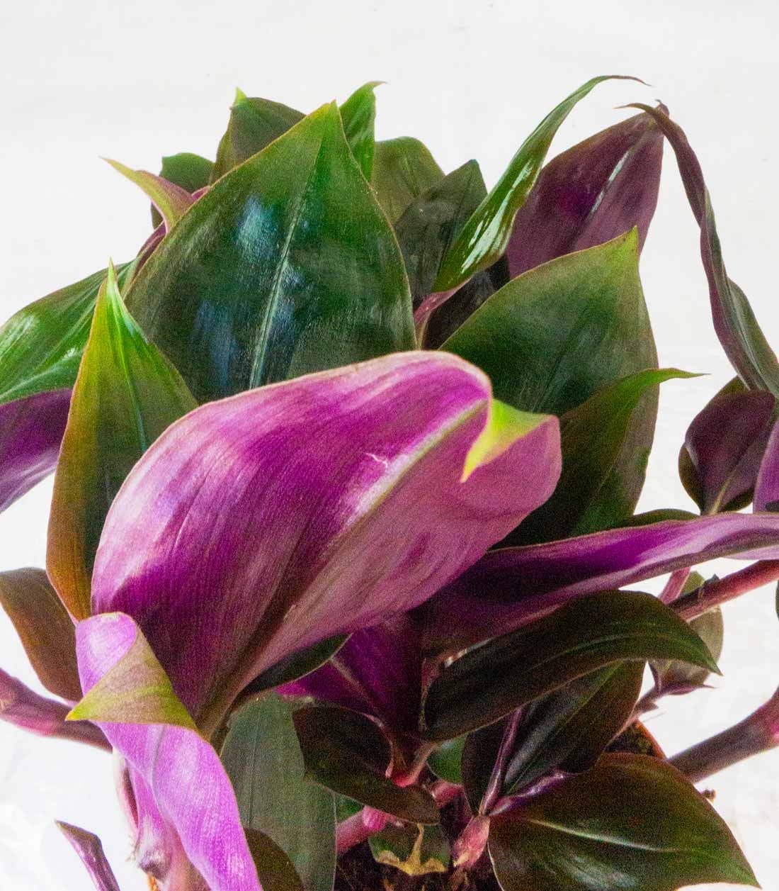 Tradescantia Roxxo
