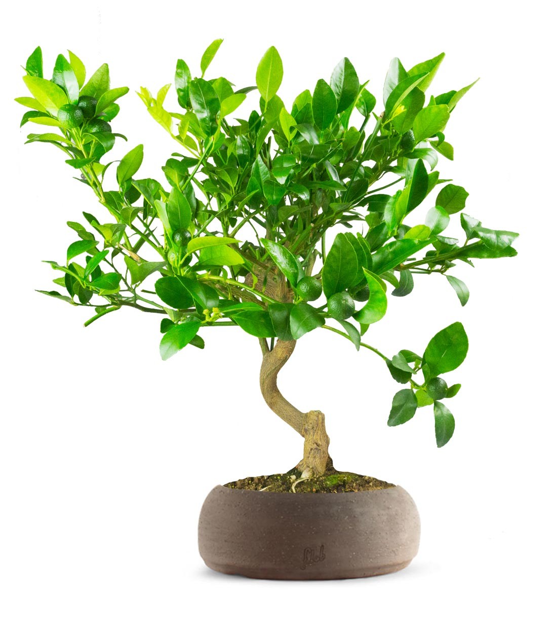 Citrus reshni bonsai o mandarino cleopatra 14 anni