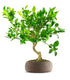Citrus reshni bonsai o mandarino cleopatra 14 anni