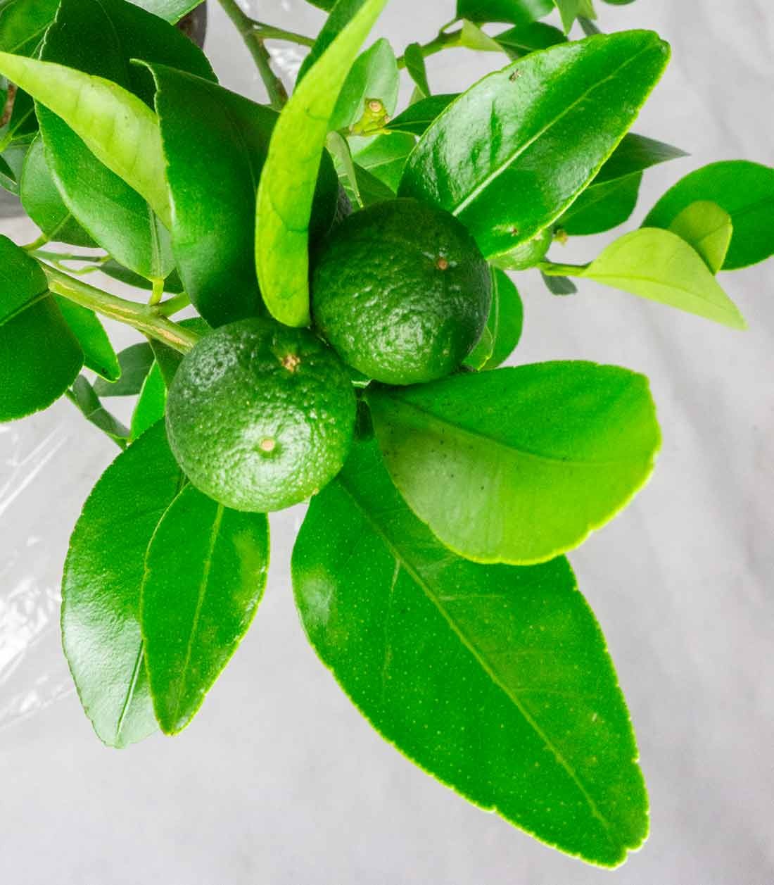 Citrus reshni bonsai o mandarino cleopatra 14 anni