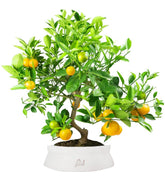 Citrus