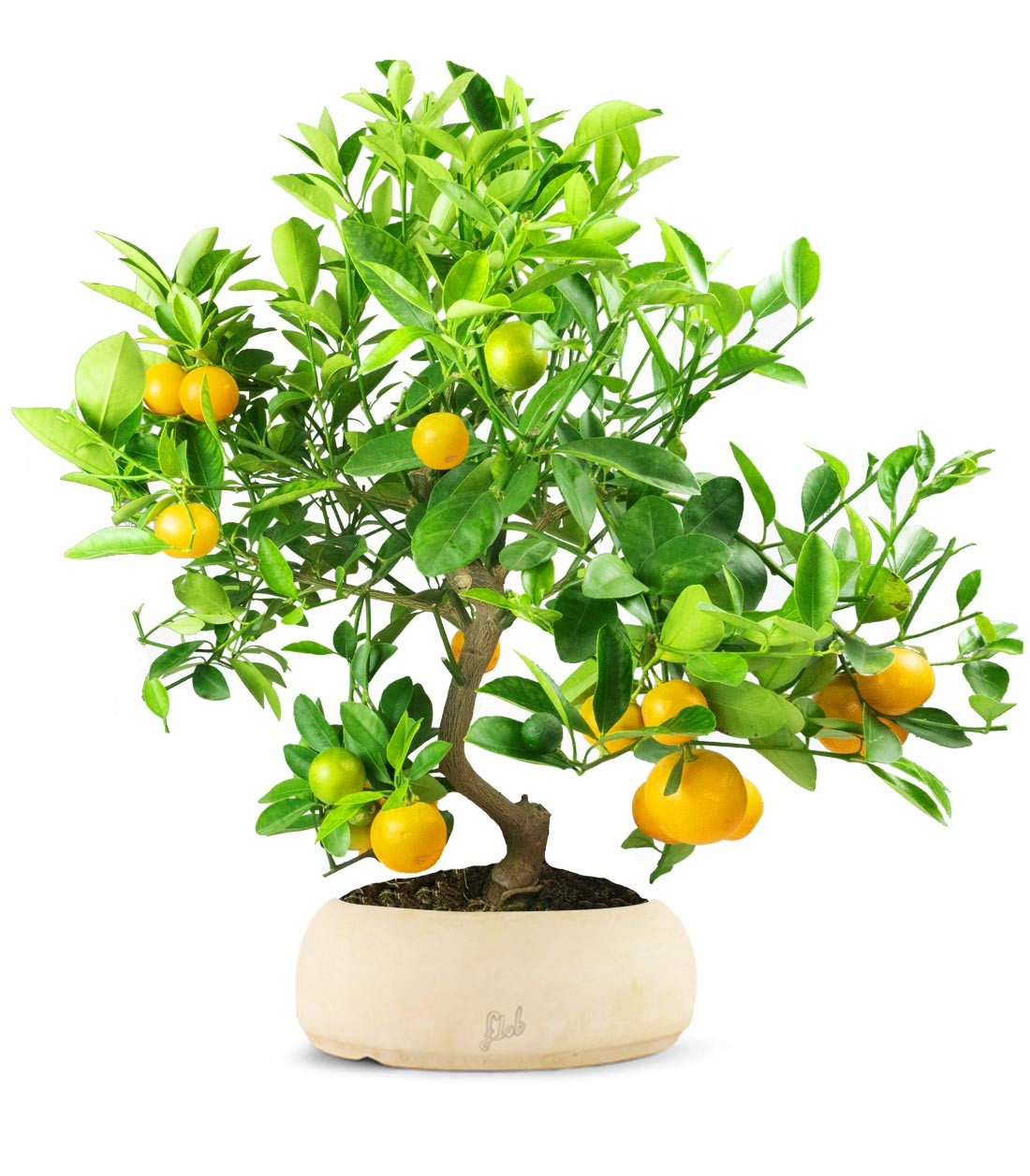Citrus