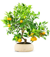 Citrus