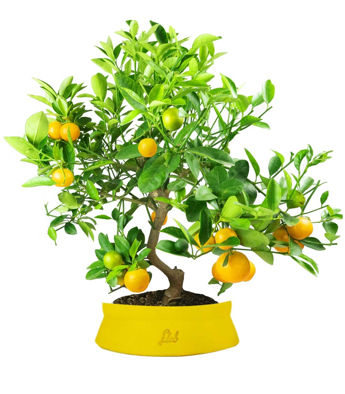 Citrus