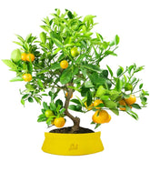Citrus