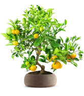 Citrus