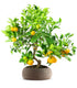 Citrus