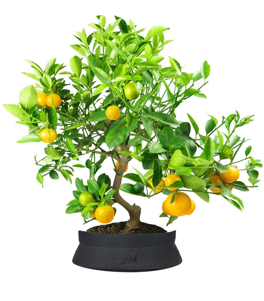 Citrus