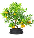 Citrus