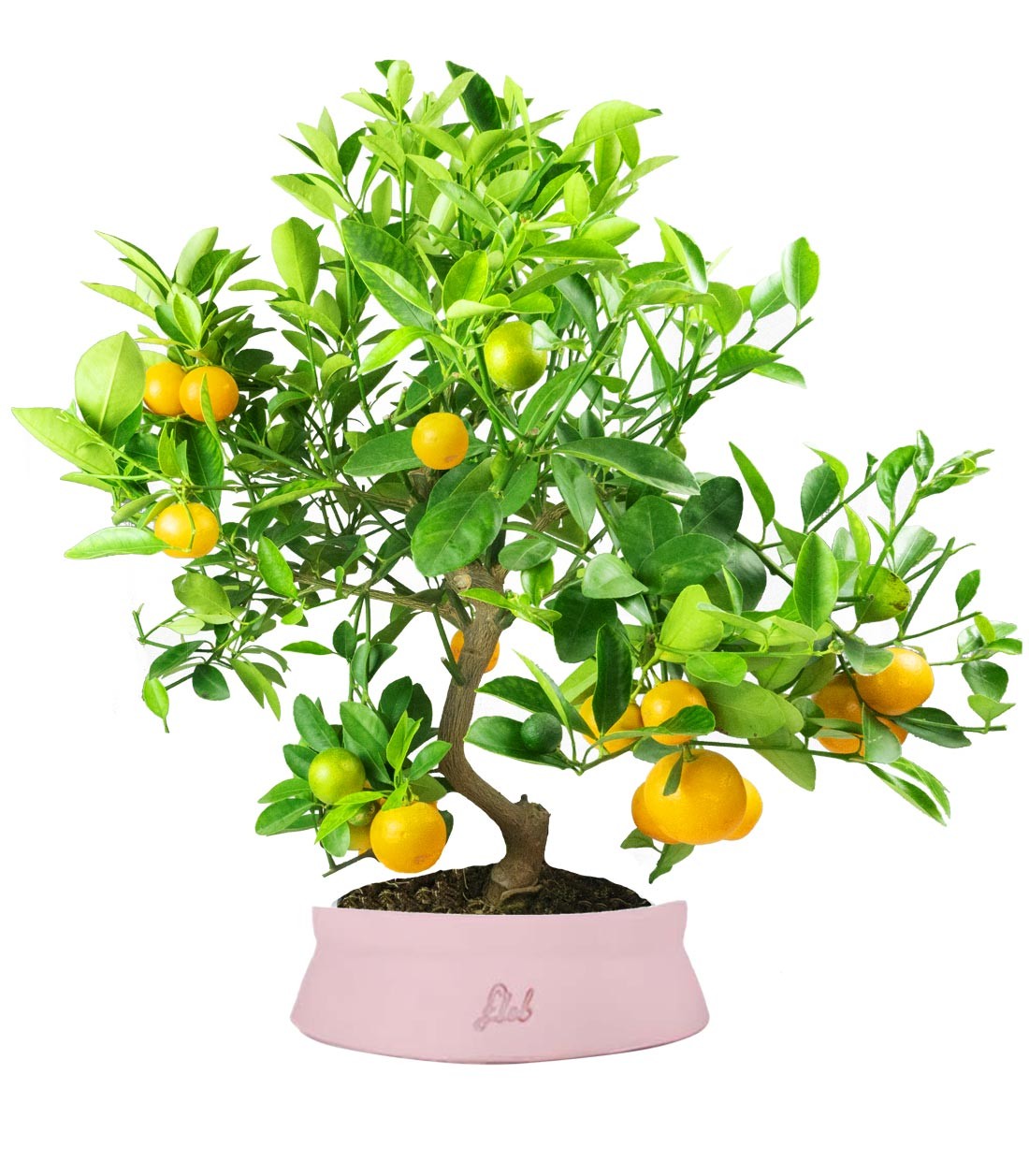 Citrus