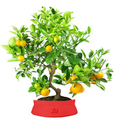 Citrus