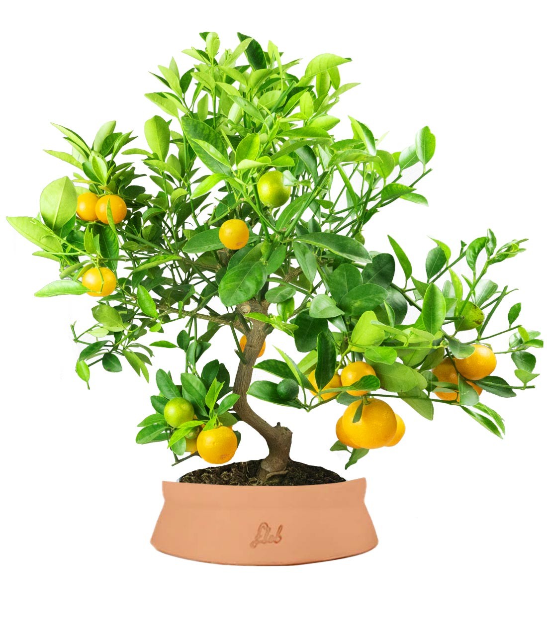Citrus
