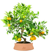 Citrus