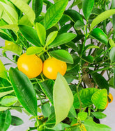 Citrus