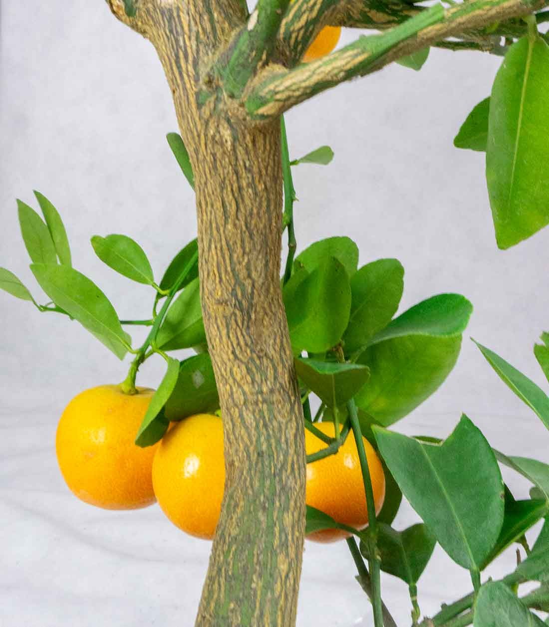 Citrus