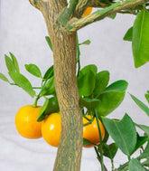 Citrus