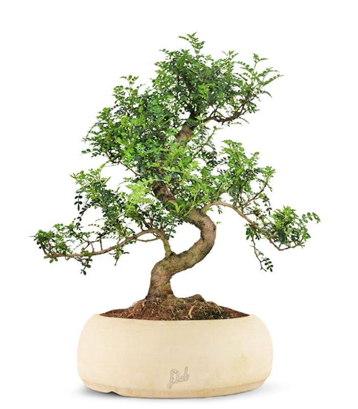 Pepe Bonsai XXXL