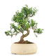 Pepe Bonsai XXXL