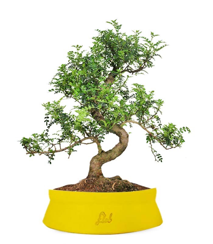 Pepe Bonsai XXXL