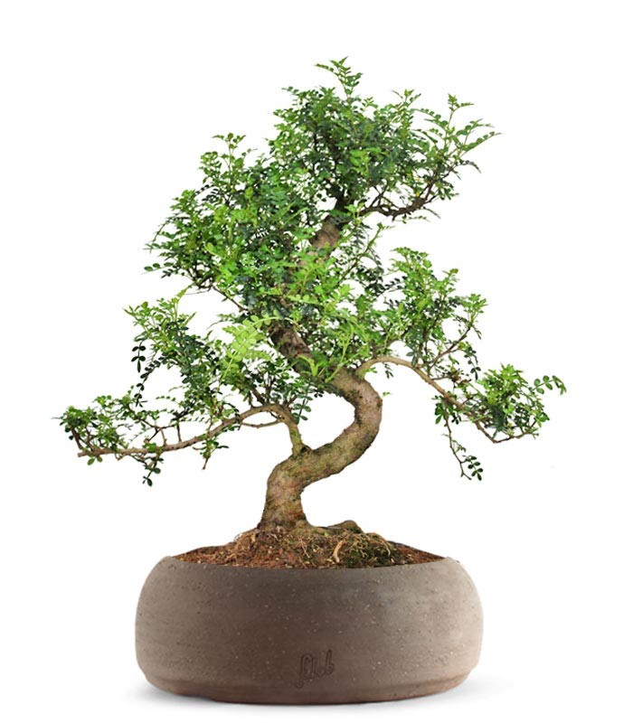 Pepe Bonsai XXXL