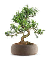 Pepe Bonsai XXXL