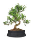 Pepe Bonsai XXXL