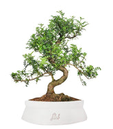 Pepe Bonsai XXXL