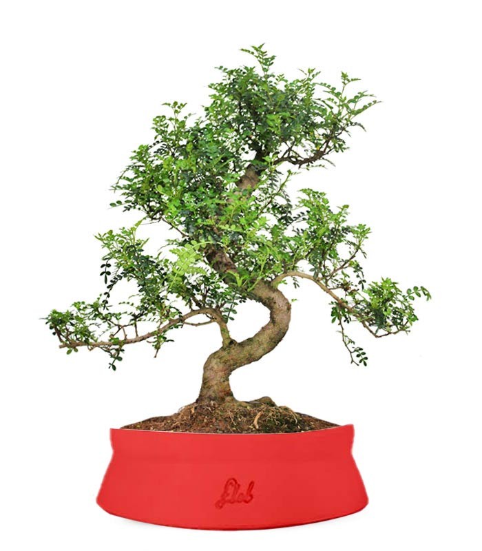 Pepe Bonsai XXXL