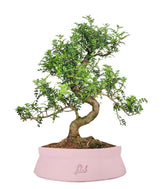 Pepe Bonsai XXXL