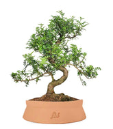 Pepe Bonsai XXXL