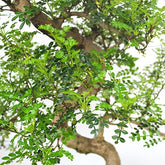 Pepe Bonsai XXXL