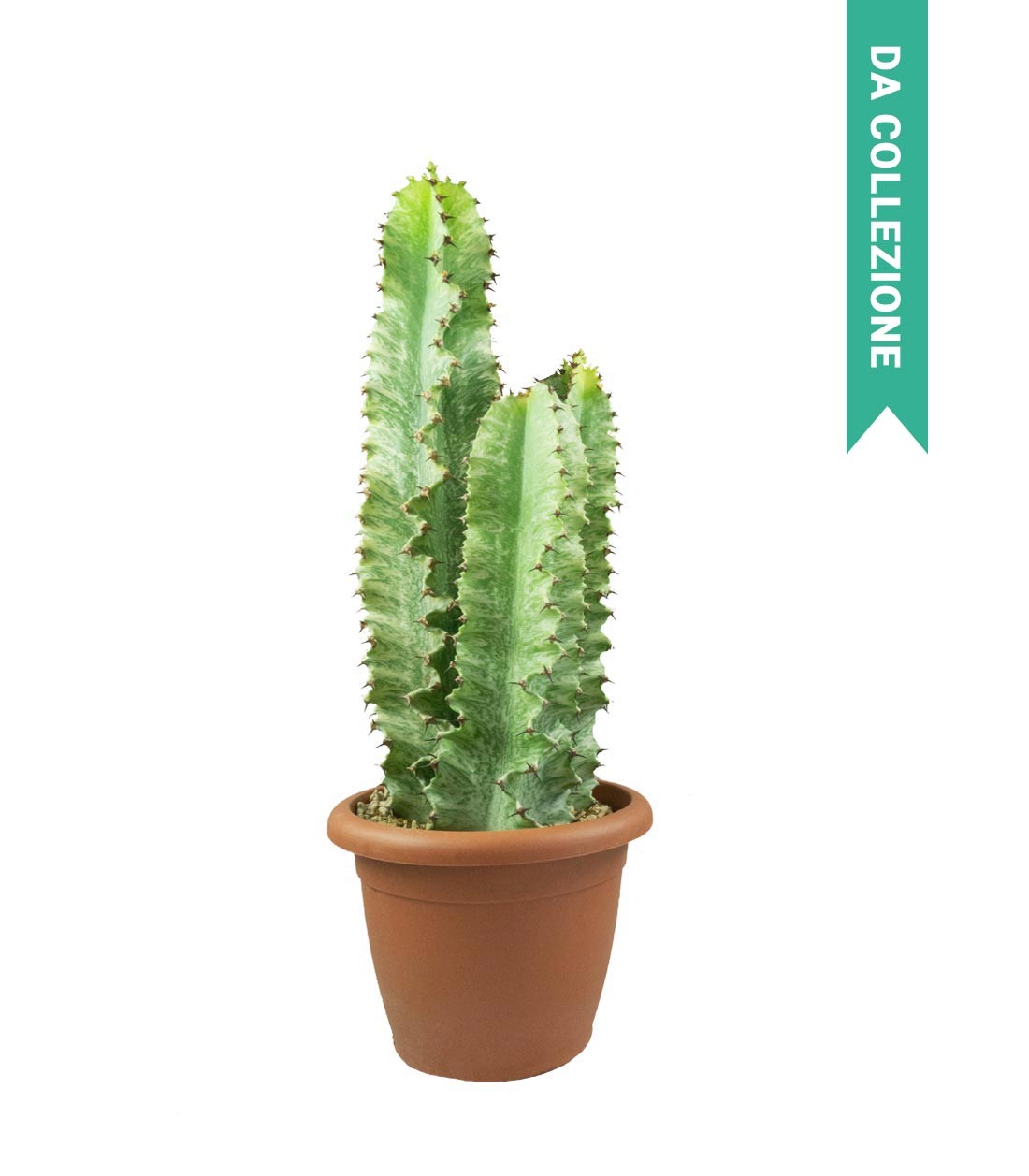 Euphorbia Eritrea Variegata