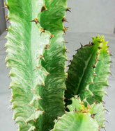 Euphorbia Eritrea Variegata