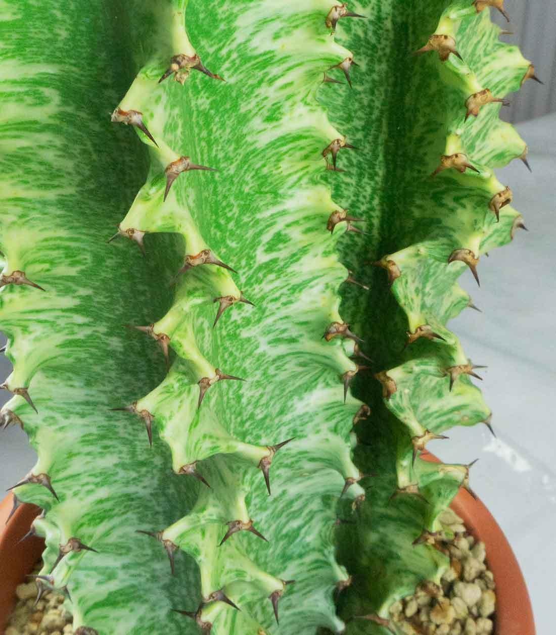 Euphorbia Eritrea Variegata