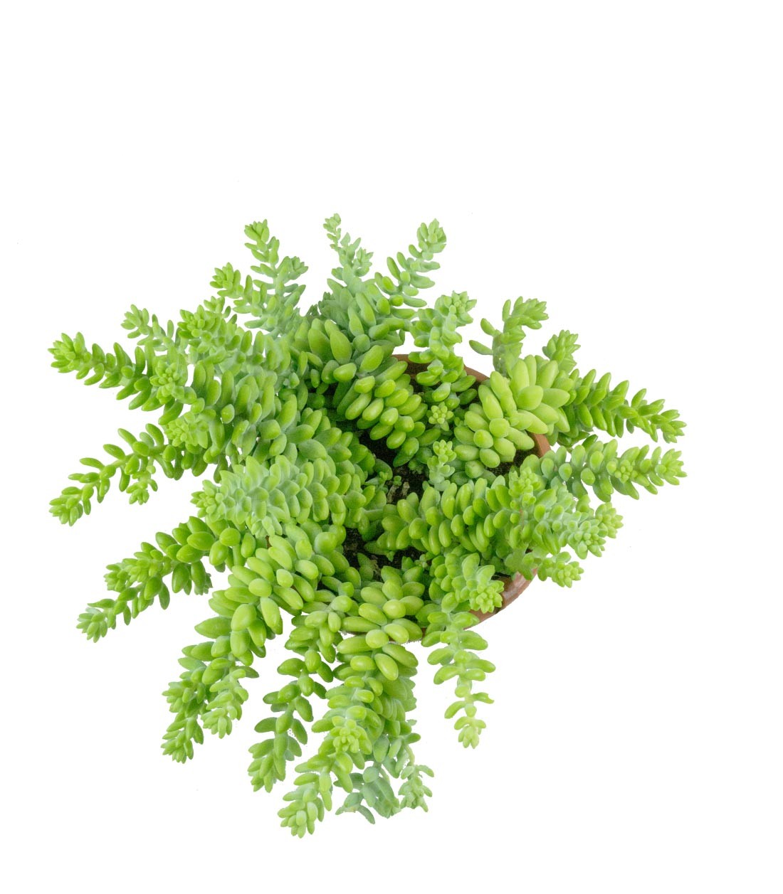 Sedum burrito