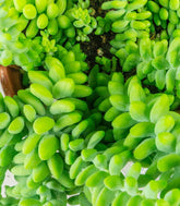 Sedum burrito