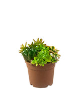 Ciotola succulente Mix