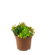 Ciotola succulente Mix