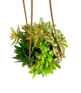 Ciotola succulente Mix