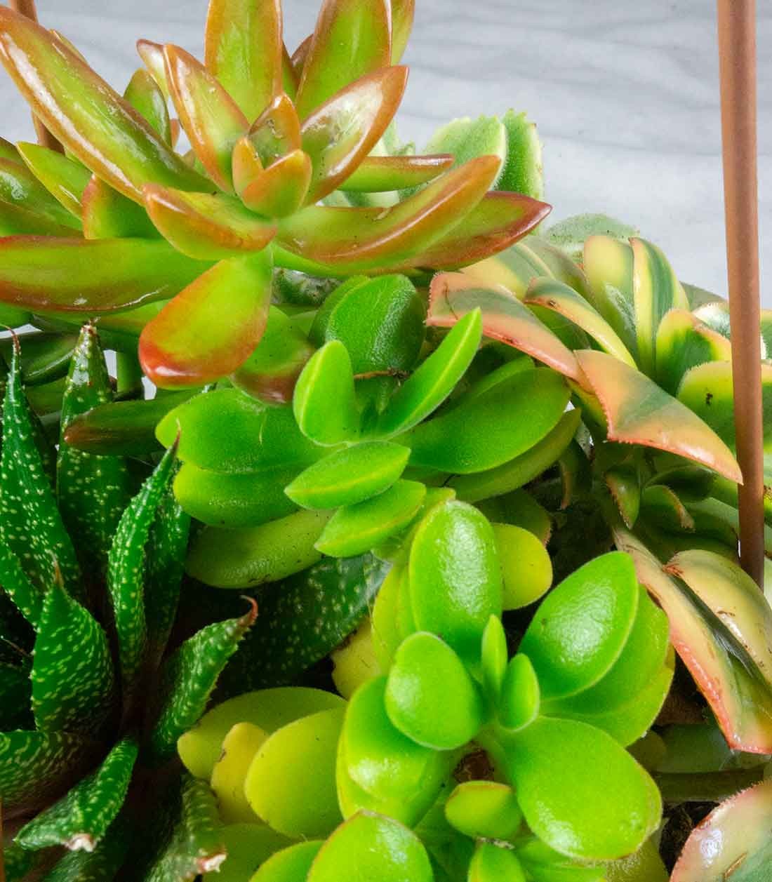 Ciotola succulente Mix