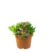 Ciotola succulente Mix