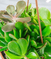 Ciotola succulente Mix