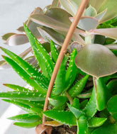 Ciotola succulente Mix
