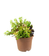 Ciotola succulente Mix
