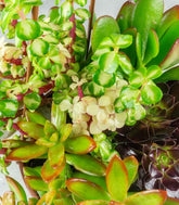 Ciotola succulente Mix