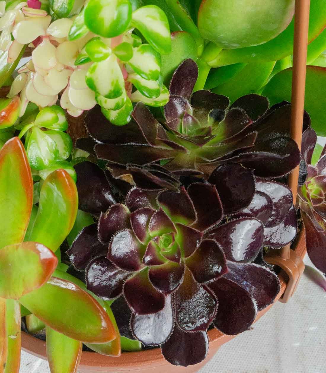 Ciotola succulente Mix